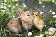 ウサギとヒヨコ