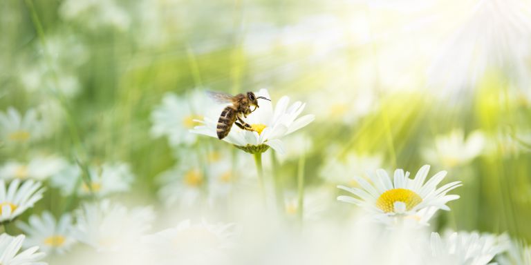 ミツバチと花