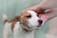 シャンプーする犬