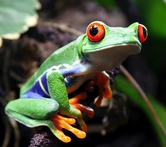 アカメアマガエル（Red-eyed Tree Frog）