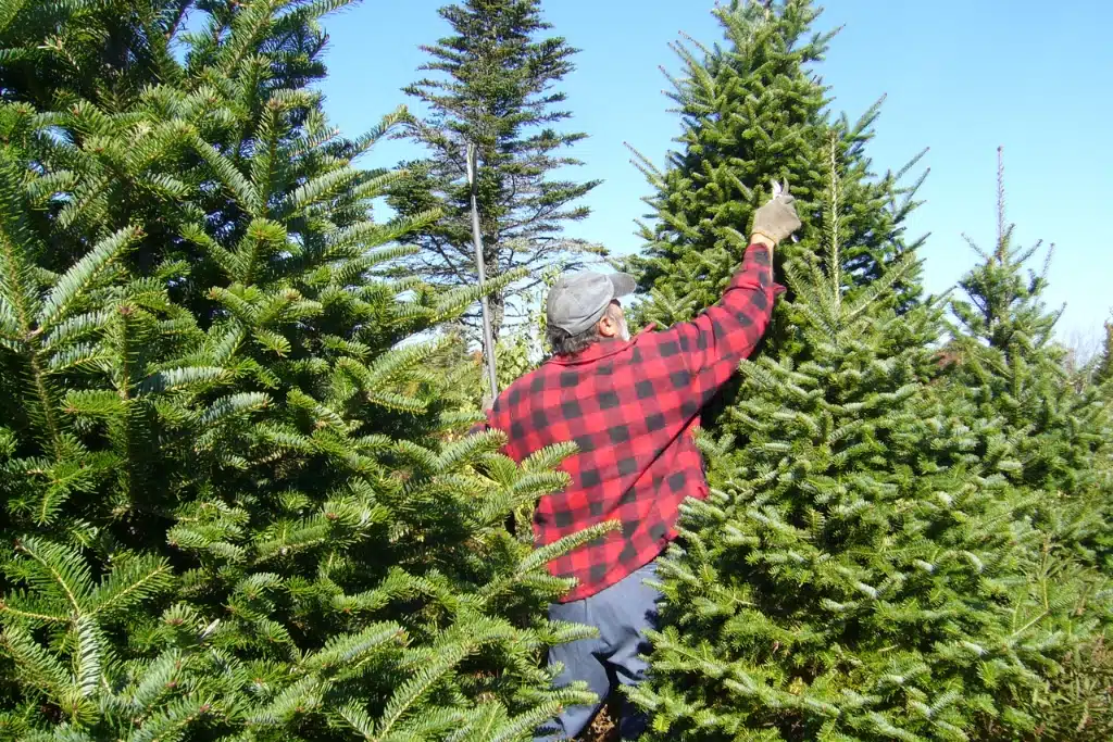 クリスマスツリー