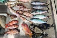 太平洋海域における海洋生物のマイクロプラスチック摂取