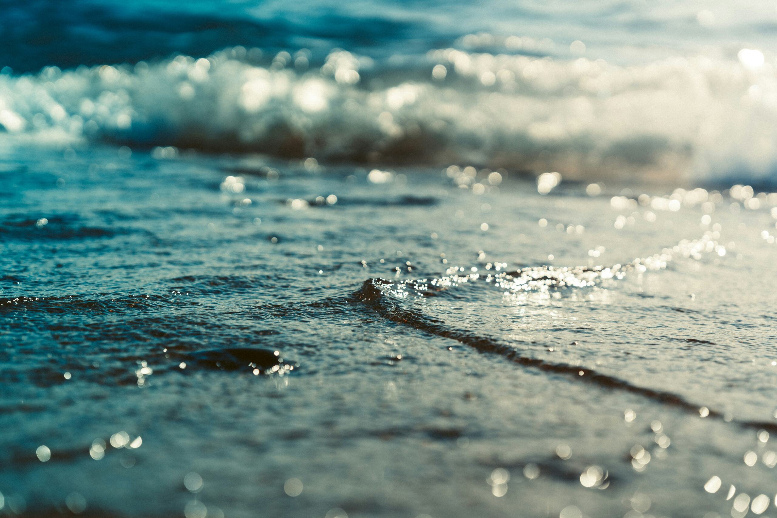 太平洋海域における海洋生物のマイクロプラスチック摂取