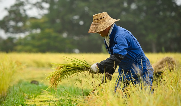 毎日食べるお米だからこそ、栽培方法にも目を向けたい理由